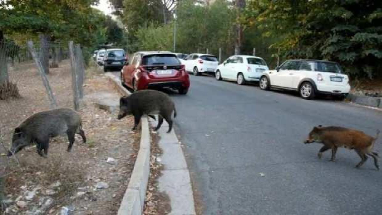 Roma'da 