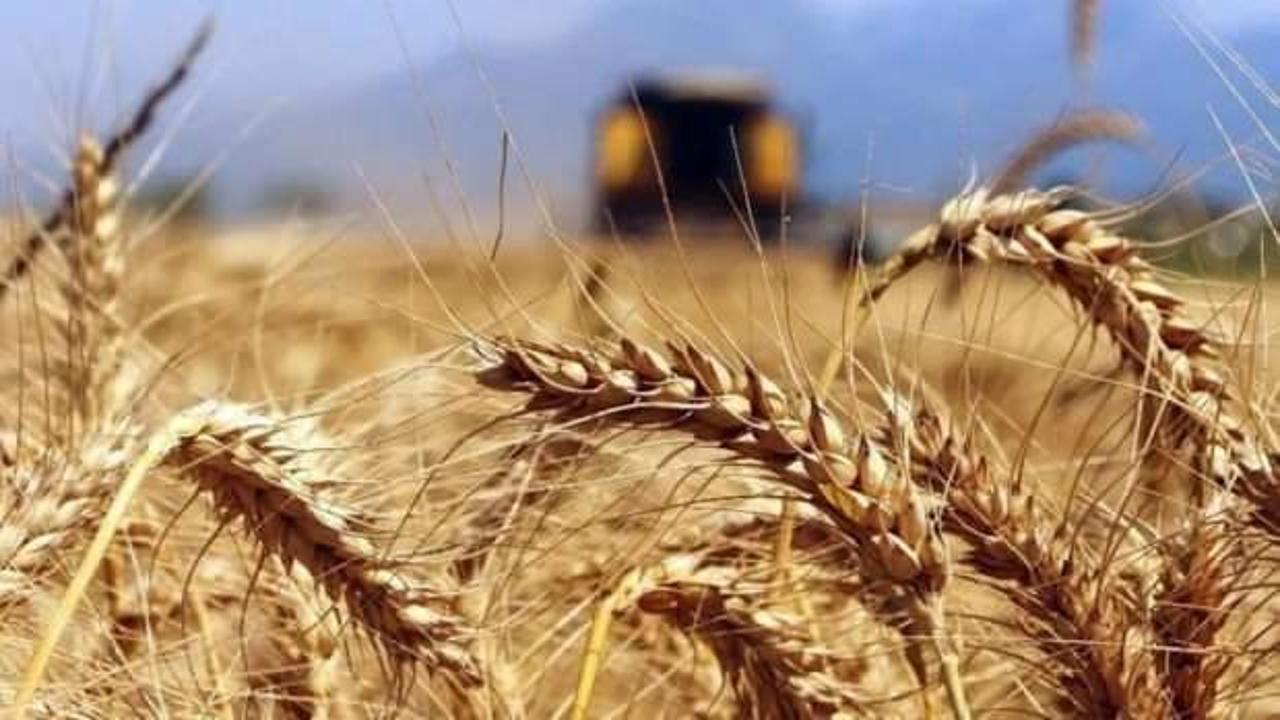 Rusya buğday üretim tahminini artırdı