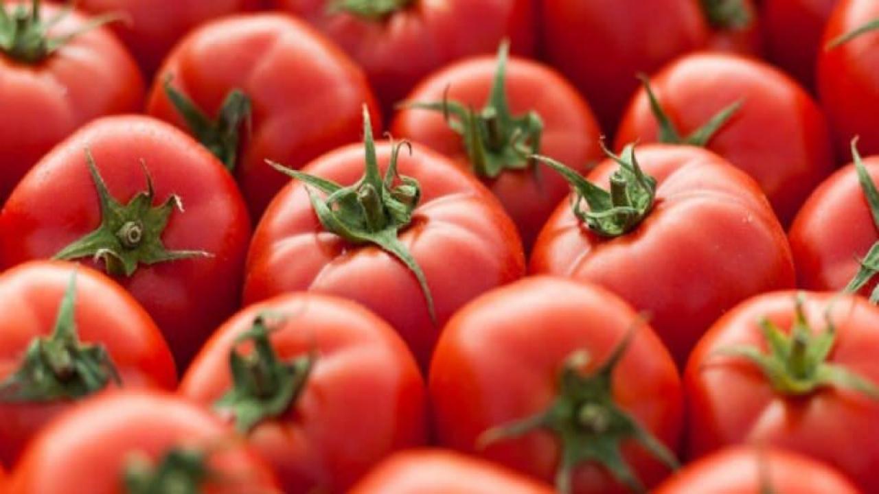 Rusya'dan domates kararı: Kotayı artırdı