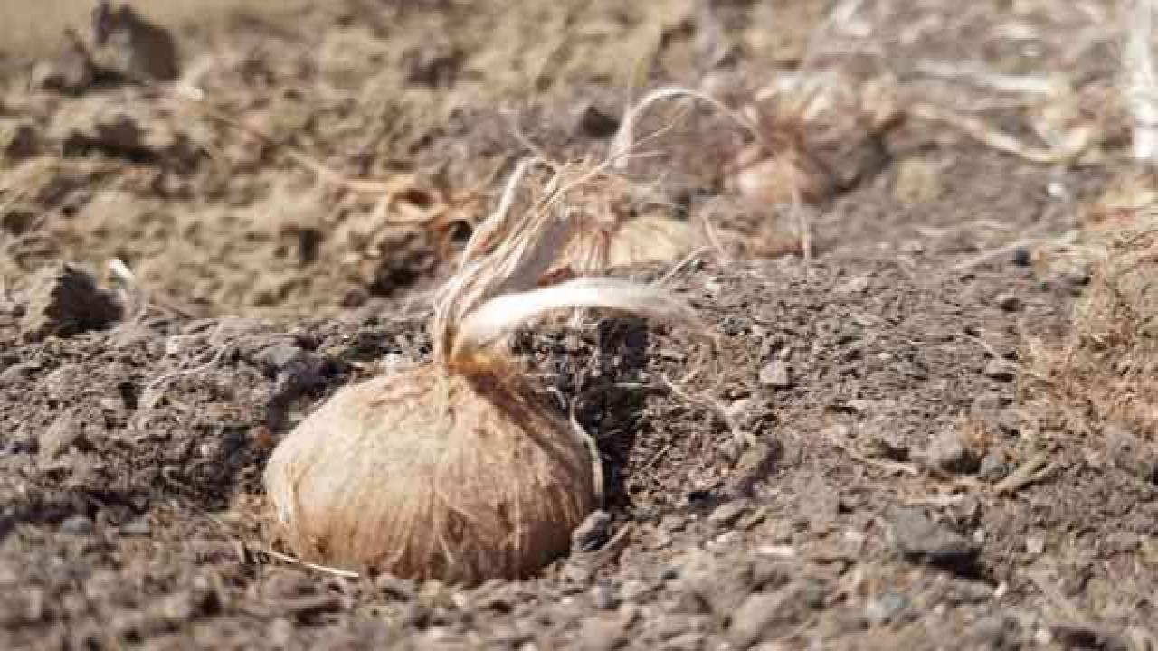 Safranın kilosunun 100 bin TL'den satılması bekleniyor