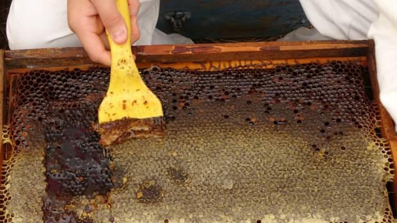 Sağım başladı: Şifa deposu sedir balı arıcıların yüzünü güldürdü