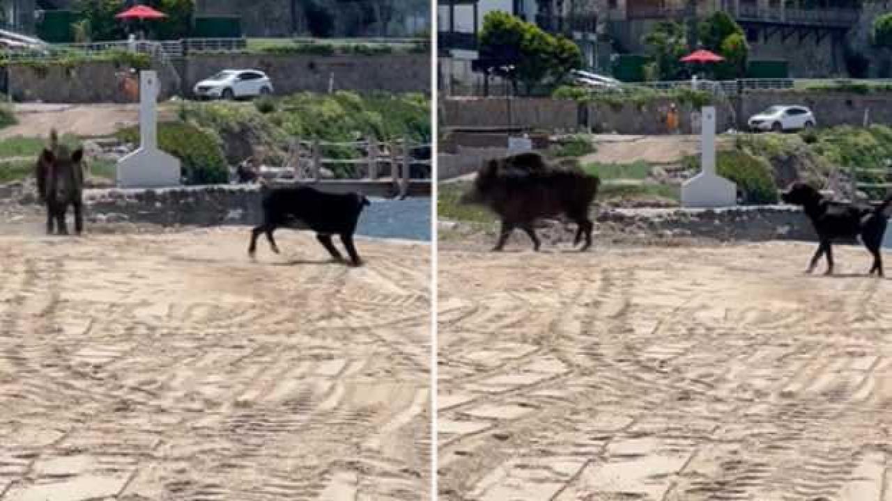 Sahili basan domuzlar tatilcilere korku dolu anlar yaşattı