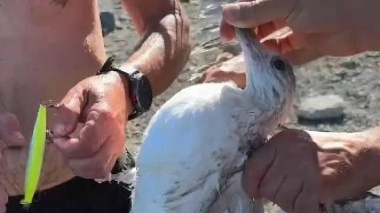 Sahte balık yemine bu kez martı takıldı