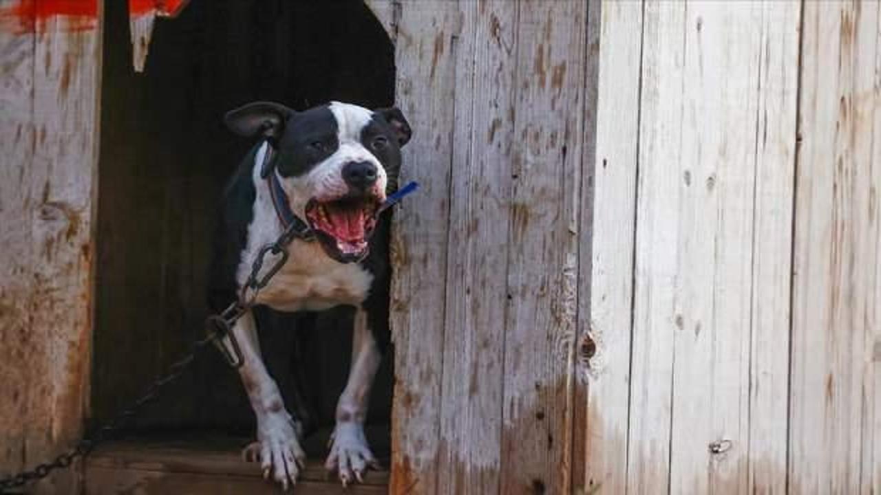 Saldırdığı yaşlı kadının bacağının kesilmesine neden olan Pitbull'un sahiplerine dava