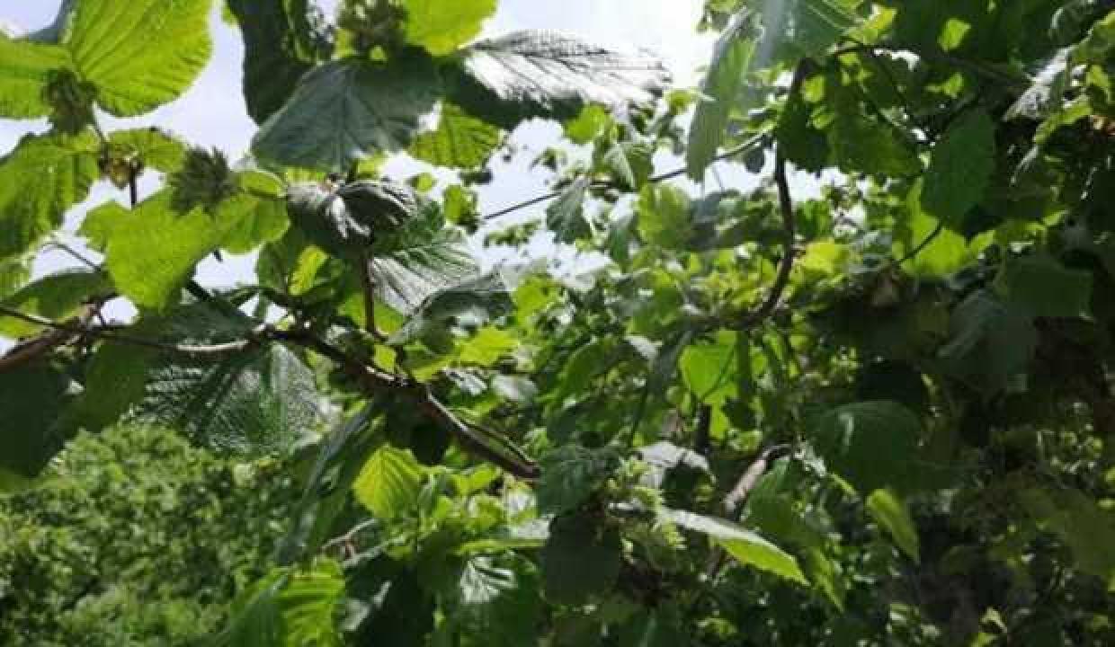 Samsun fındık üretiminde gözünü zirveye dikti