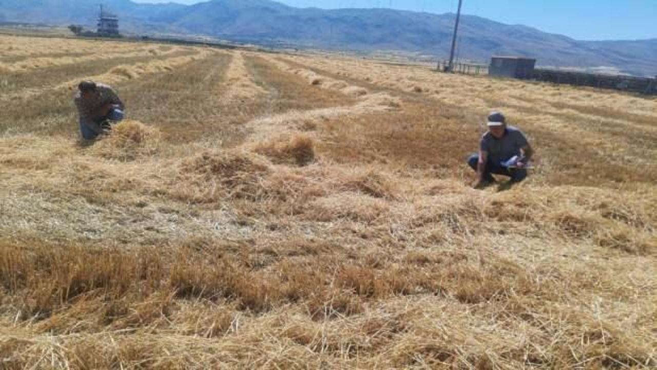 Sandıklı’da hububat hasadı başladı!