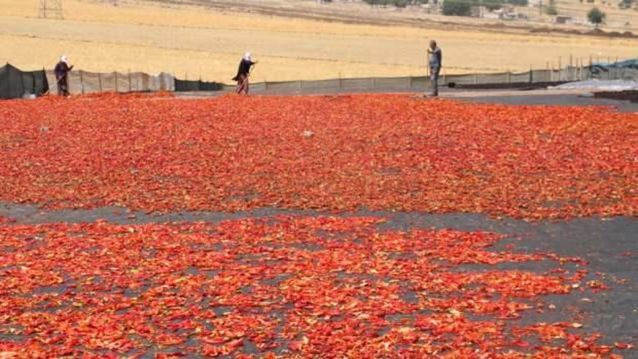 Şanlıurfa’da isotun acı serüveni başladı