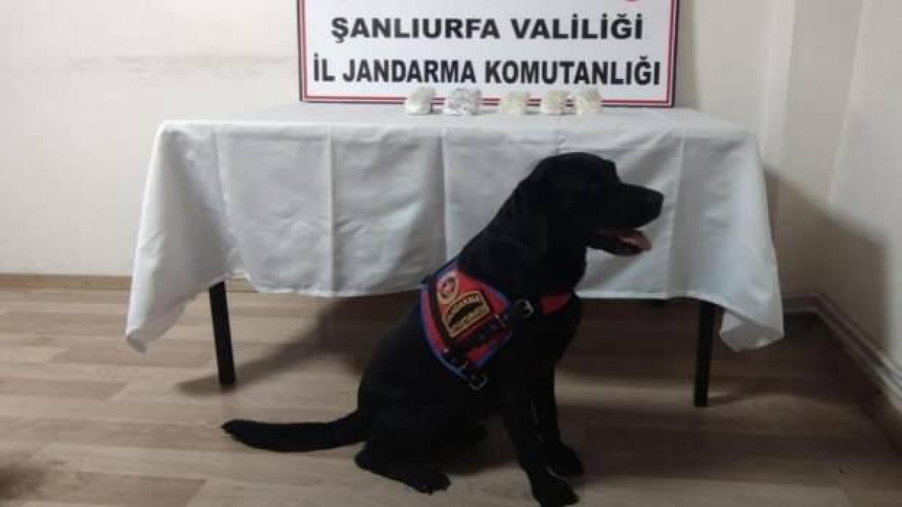 Şanlıurfa'da kaçakçılık operasyonu: 5 gözaltı