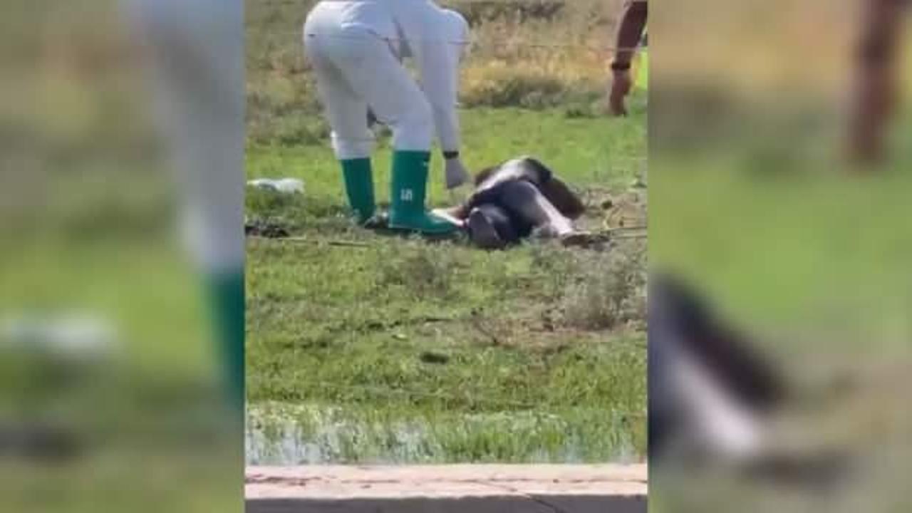 Şanlıurfa'da kuduz hastası hastaneden kaçtı, vatandaşlar paniğe kapıldı