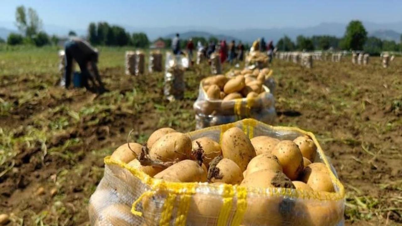 Sarı altın hasadı başladı; tarlada 13 liradan satılıyor