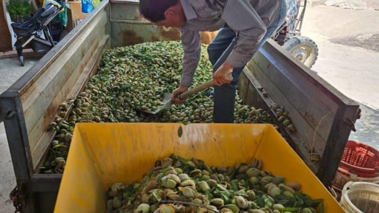 Sarıgöl'de badem hasadı başladı