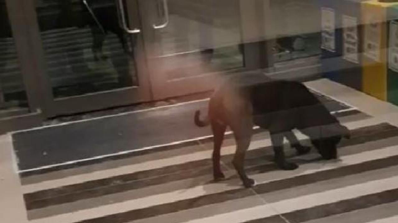 Savcılık dört kişiyi yaralayan pitbull cinsi köpeği silah saydı