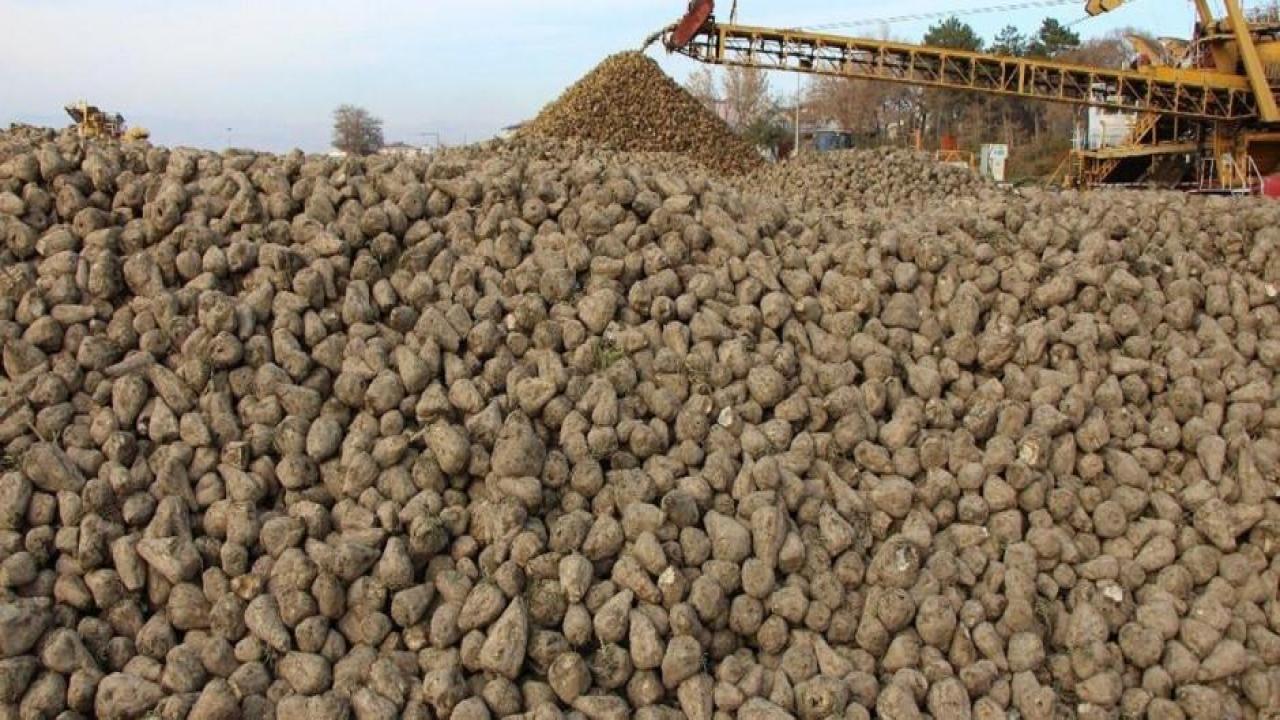 Şeker pancarı alım fiyatı belli oldu