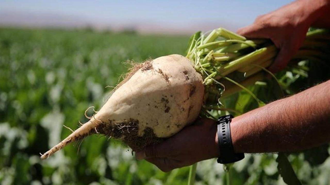 Şeker pancarı alım fiyatı ton başına 2 bin 375 lira olarak belirlendi