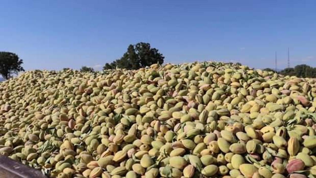 Selendi'de badem hasadı başladı