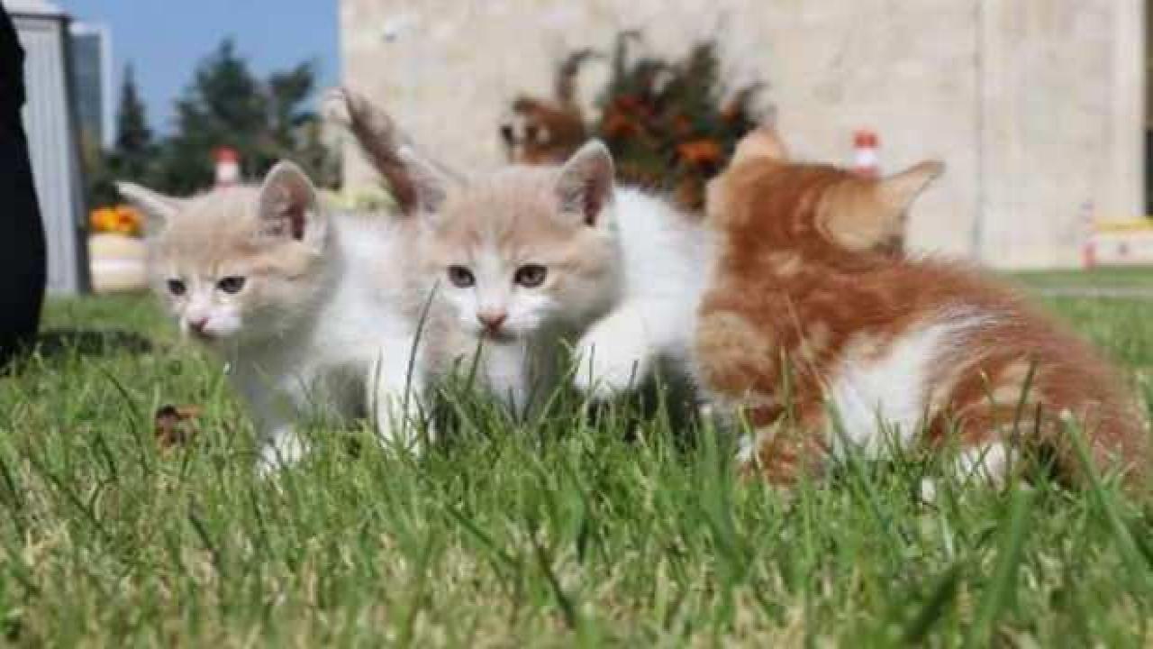Şentop talimat verdi: Meclis 55 sokak kedisine 