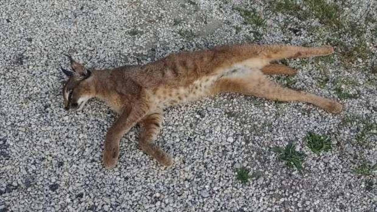 Seydikemer’de aracın çarptığı 