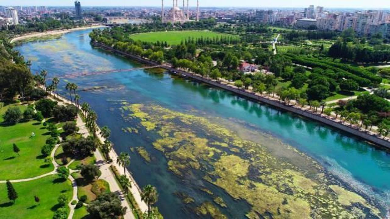 Seyhan can çekişiyor: Yosunlar nehri istila etti, otlar insan boyuna yaklaştı!