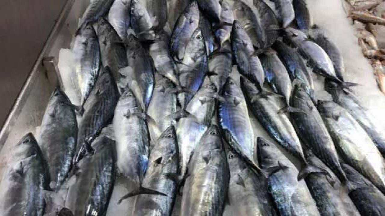 Sezonun ilk palamutları 30 liradan tezgâhlarda