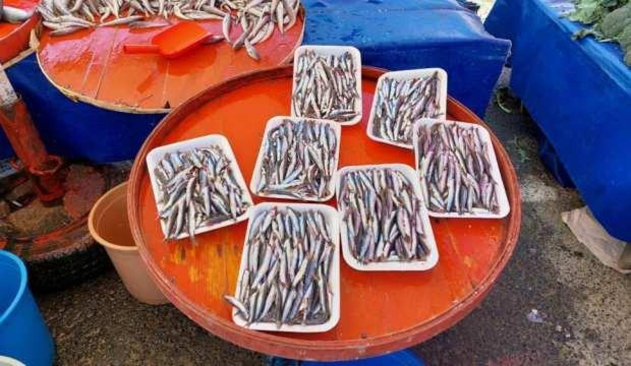 Sezonun son hamsileri 30 liradan satıldı
