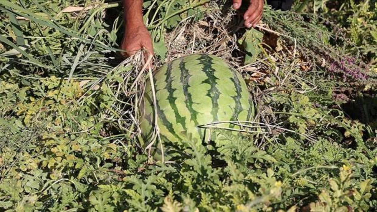 Sıcak havanın Diyarbakır karpuzunu olumsuz etkilemesi bekleniyor