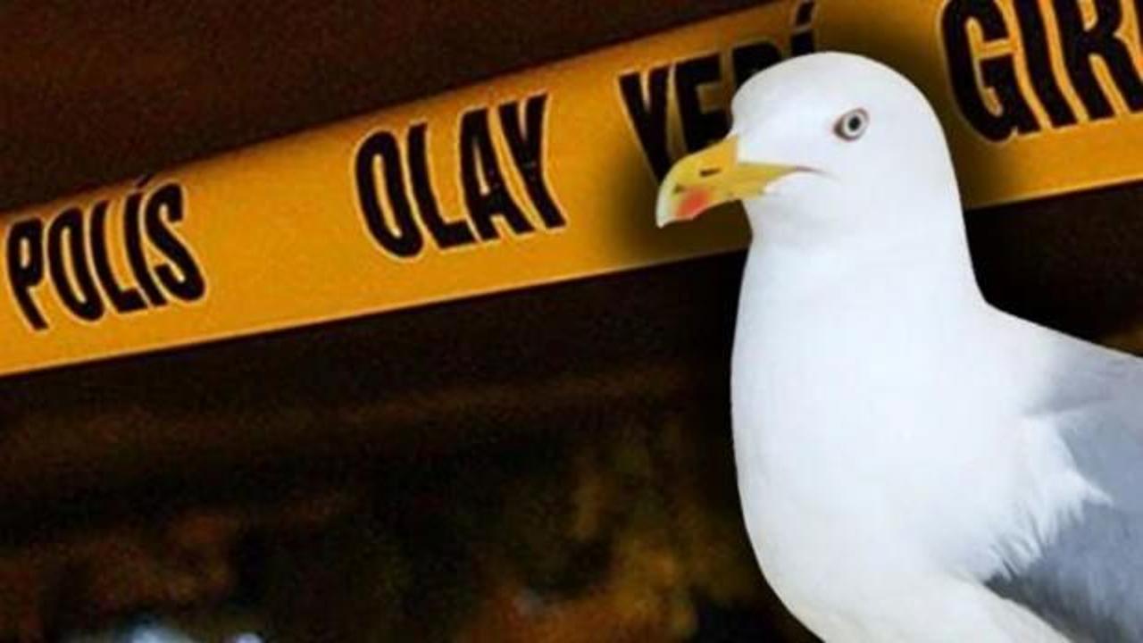 Sıcaktan bunaldı, martılara kızıp ateş açtı: Yaralılar var