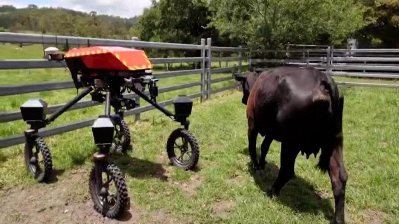 Sığırları güden AI güçlü robot