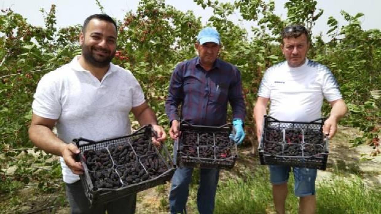 Silifke'de açıkta hasadı yapılan karadut, üreticinin yüzünü güldürüyor