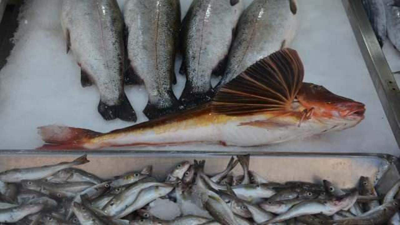 Sinop’ta 3,5 kiloluk kırlangıç balığı avlandı