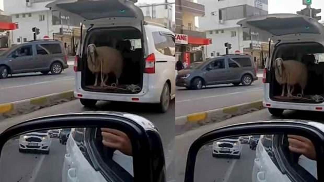 Şırnak'ta akılalmaz olay! Koyunu bagaj açık şekilde taşıdılar