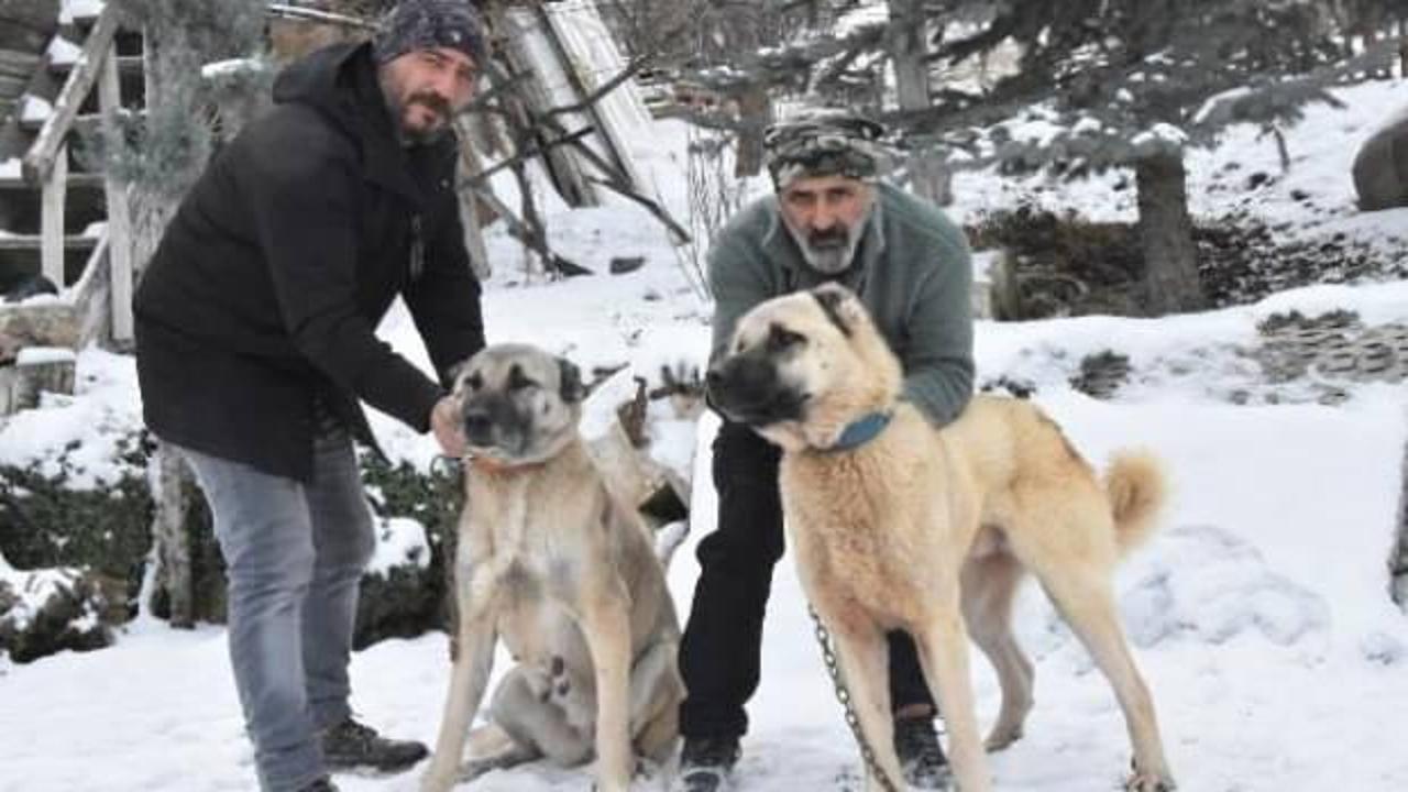Sivas eksi 16 dereceyi gördü; Kangallar geciken kışlıklarını giydi