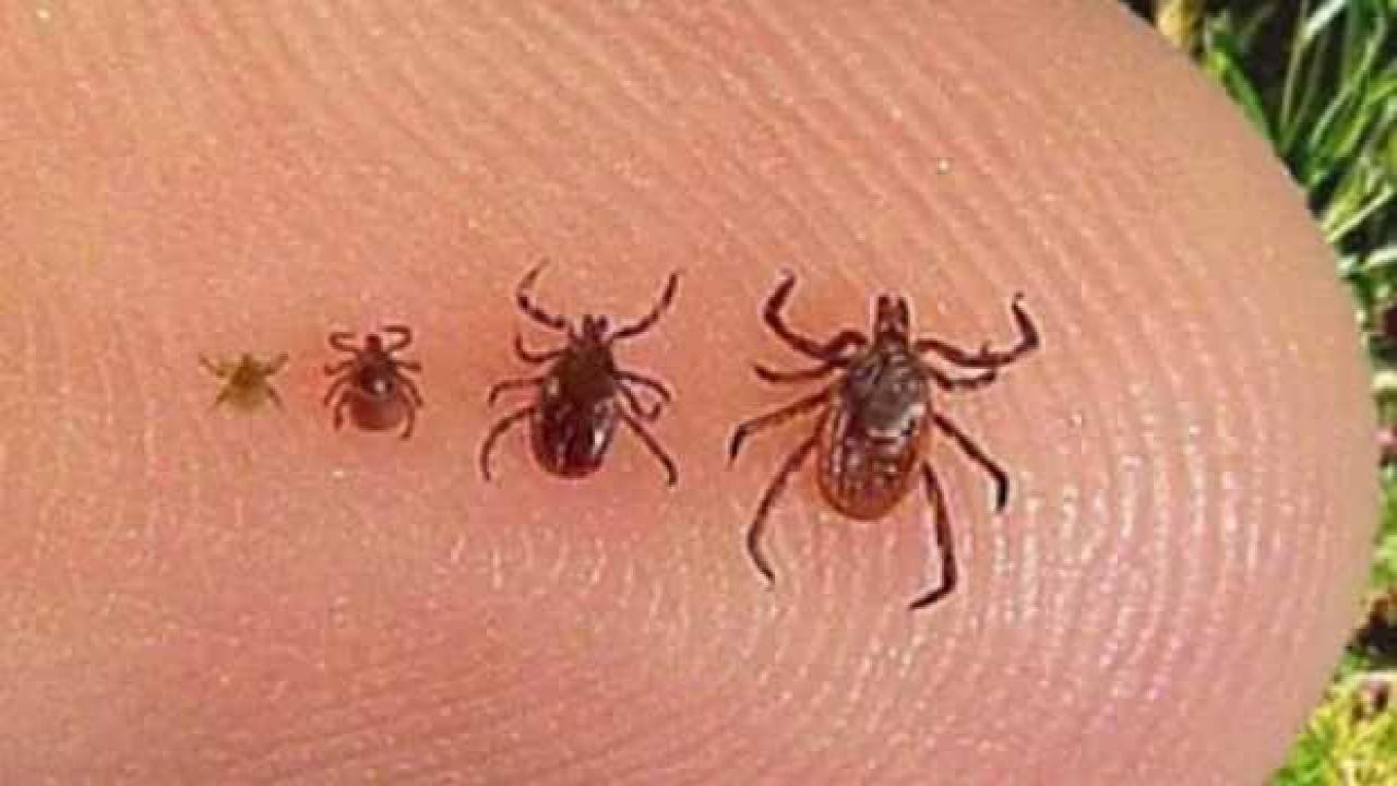 Sivas’ta keneden ölenlerin sayısı artıyor