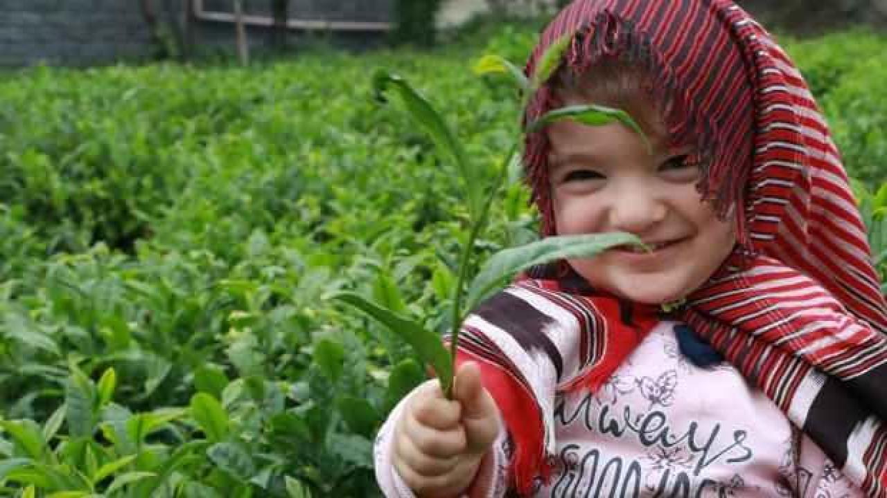 Siyah çayın faydaları ve zararları nelerdir? Fazla çay içmenin zararları?