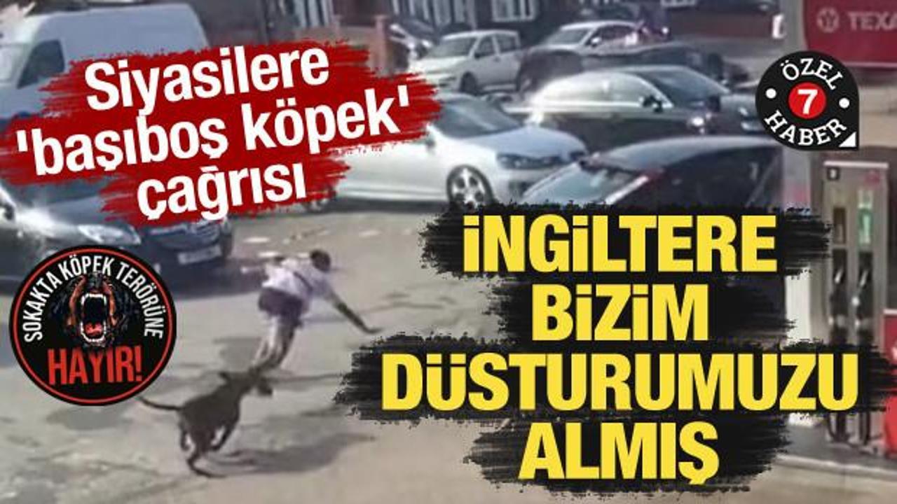 Siyasilere 'başıboş köpek' çağrısı: İngiltere'nin 'önce insan' hassasiyeti örnek alınmalı