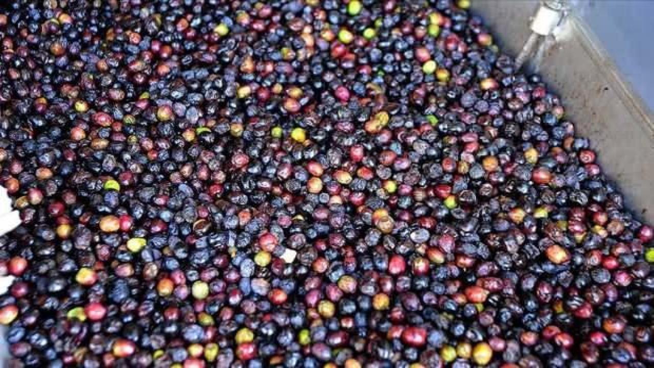 Sofralık zeytin ihracatında hedef 100 bin ton