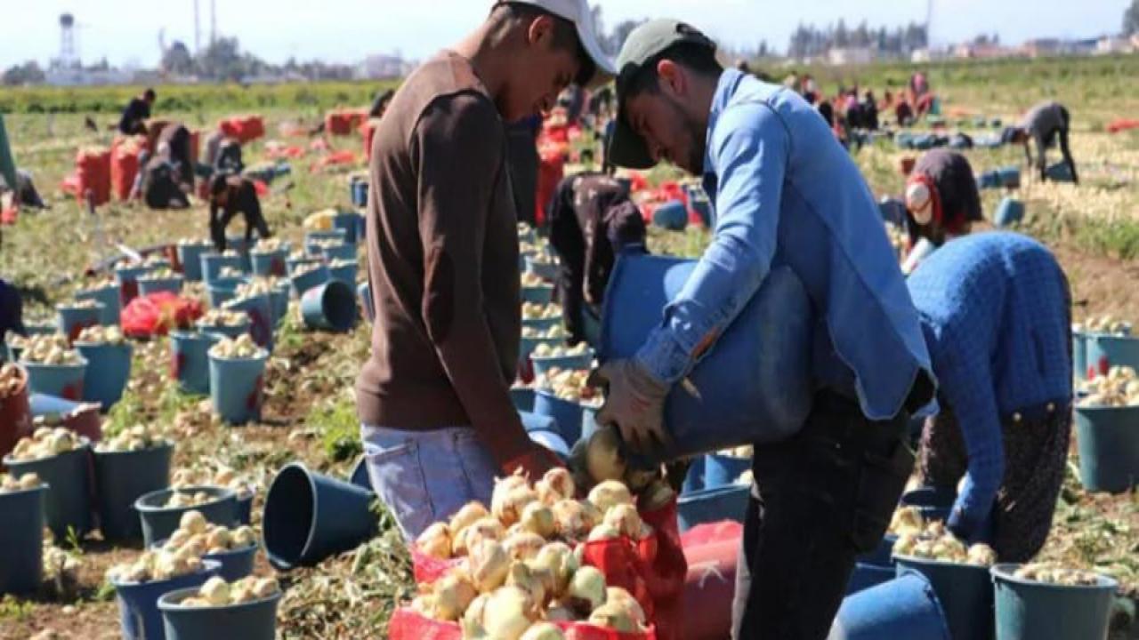 Soğan fiyatlarını düşürecek gelişme: 1 haftaya başlıyor