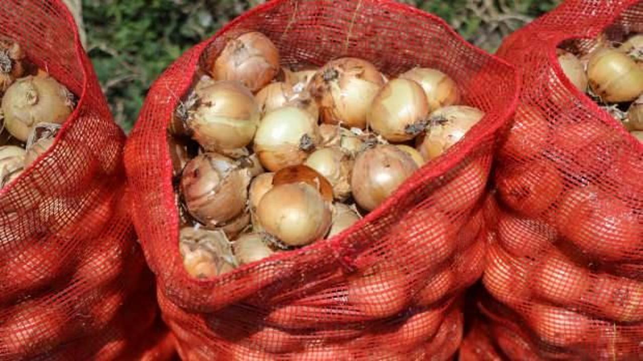 Soğan üreticileri rekolte beklentisini açıkladı