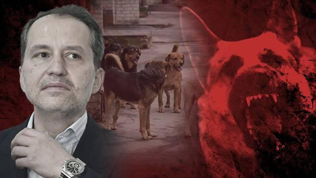 Sokak hayvanları düzenlemesi yasalaştı: Yeniden Refah Partisi detayı dikkat çekti