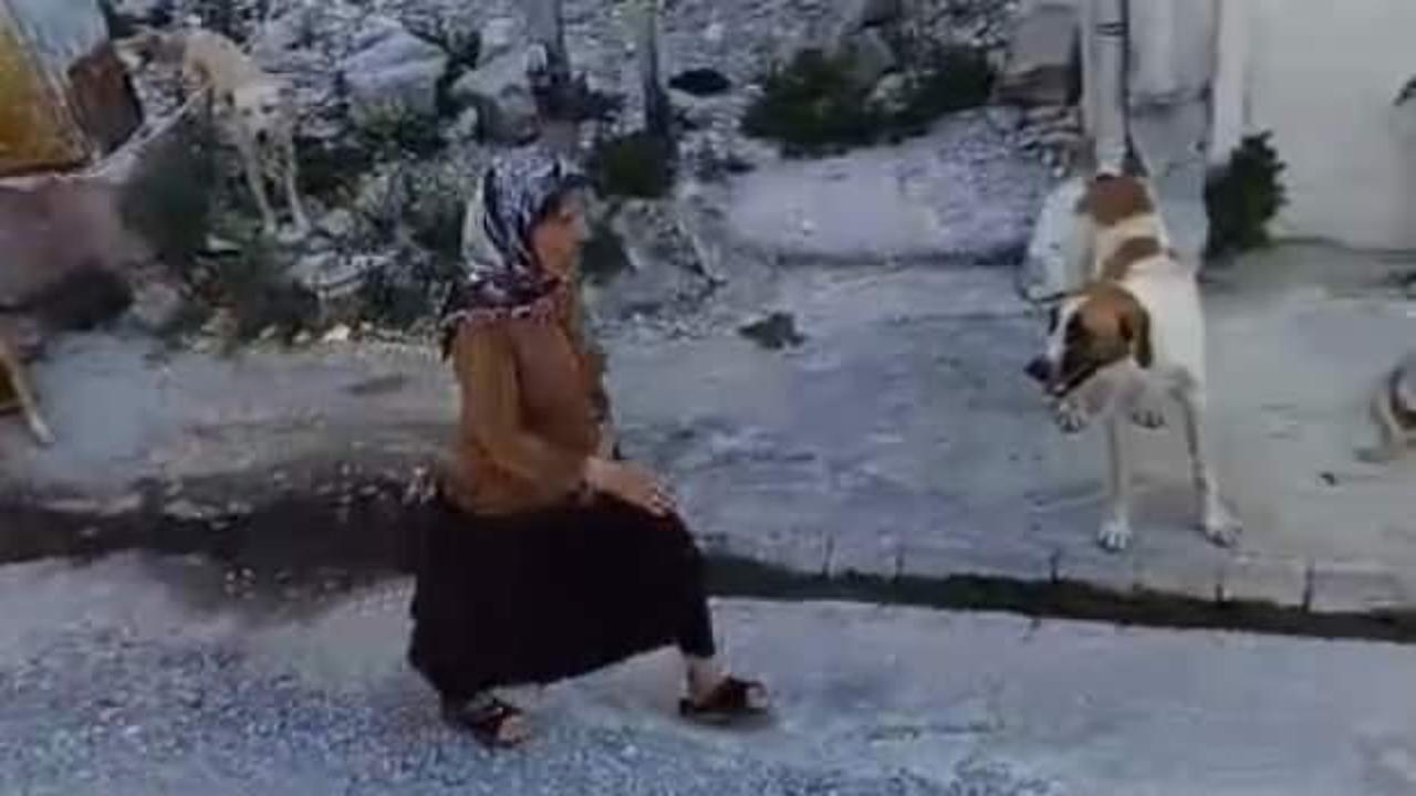 Sokak köpekleri dehşeti: Yaşlı kadının etrafını bir anda sardılar!