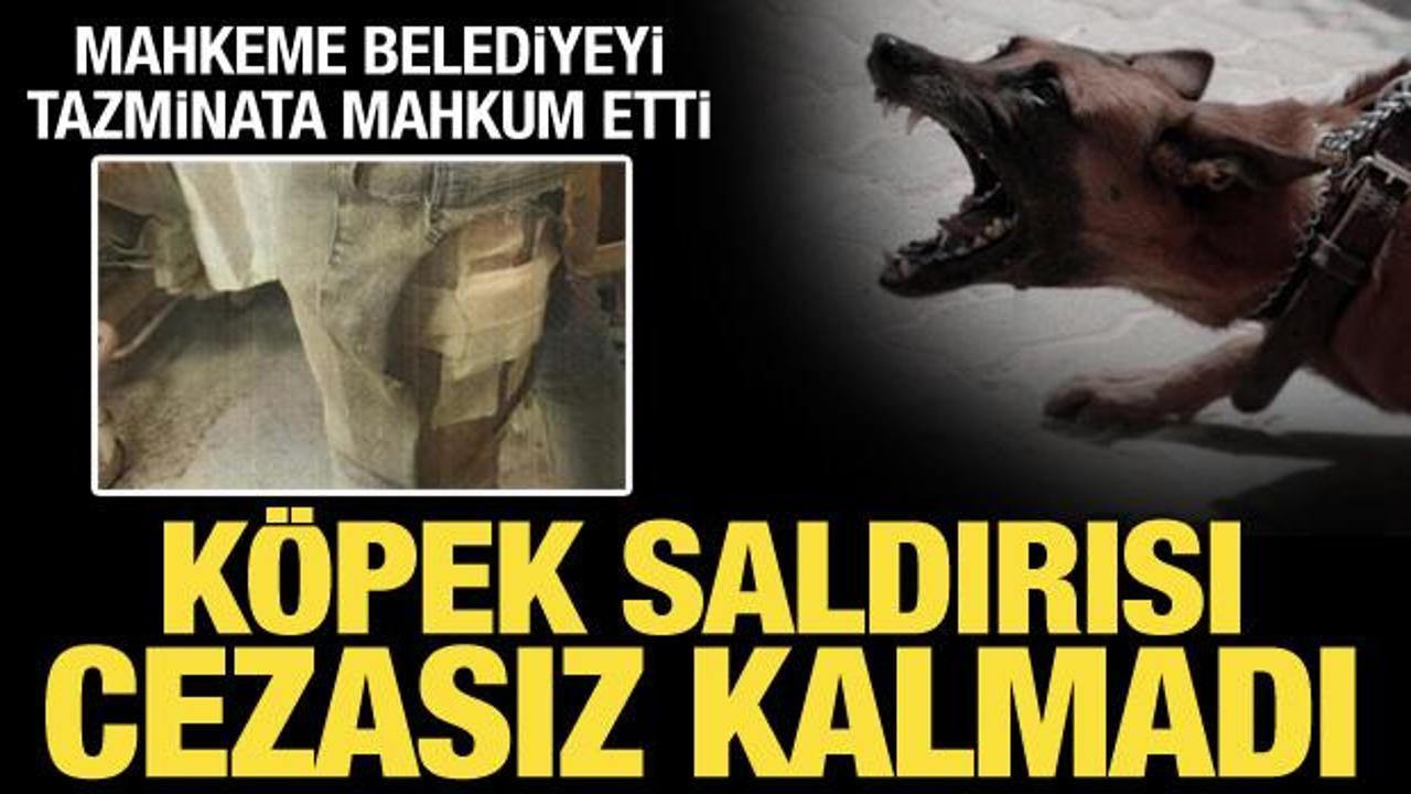 Sokak köpeklerinin saldırdığı avukat, belediyeye açtığı davayı kazandı
