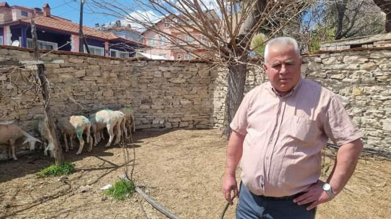 Sokak köpeklerinin saldırısında 7 koyun öldü