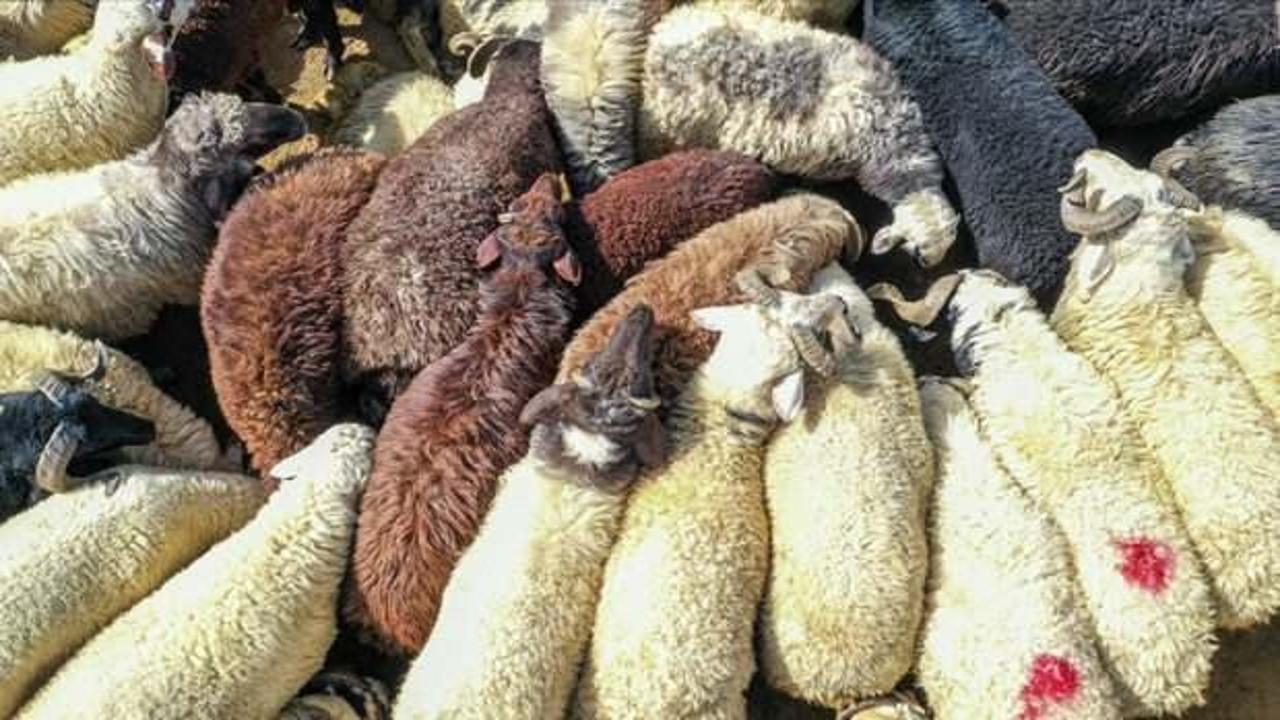 Sokakta kurban kesene 3 bin 36 lira idari para cezası uygulanacak