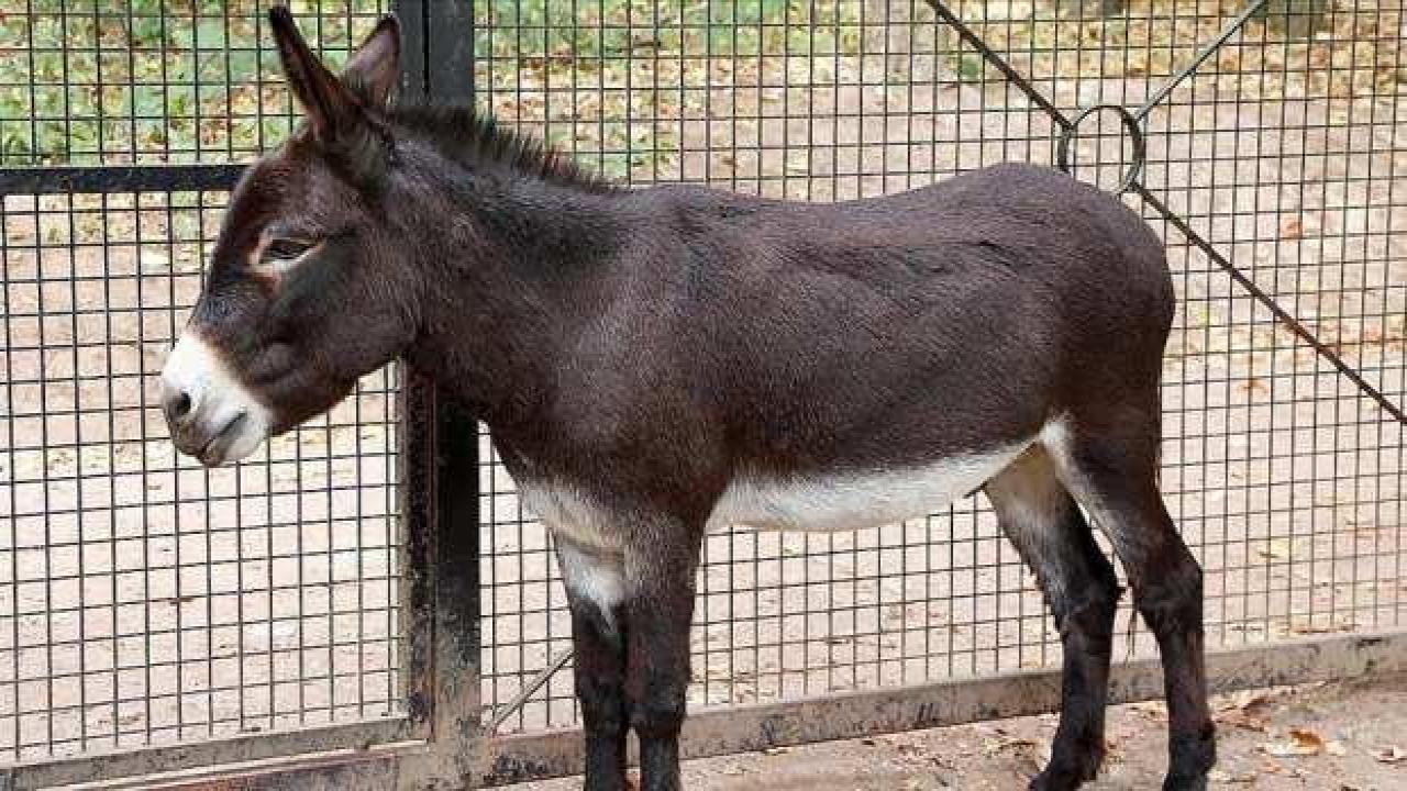 Sosyal medya platformlarında yasa dışı eşek derisi satışları artıyor