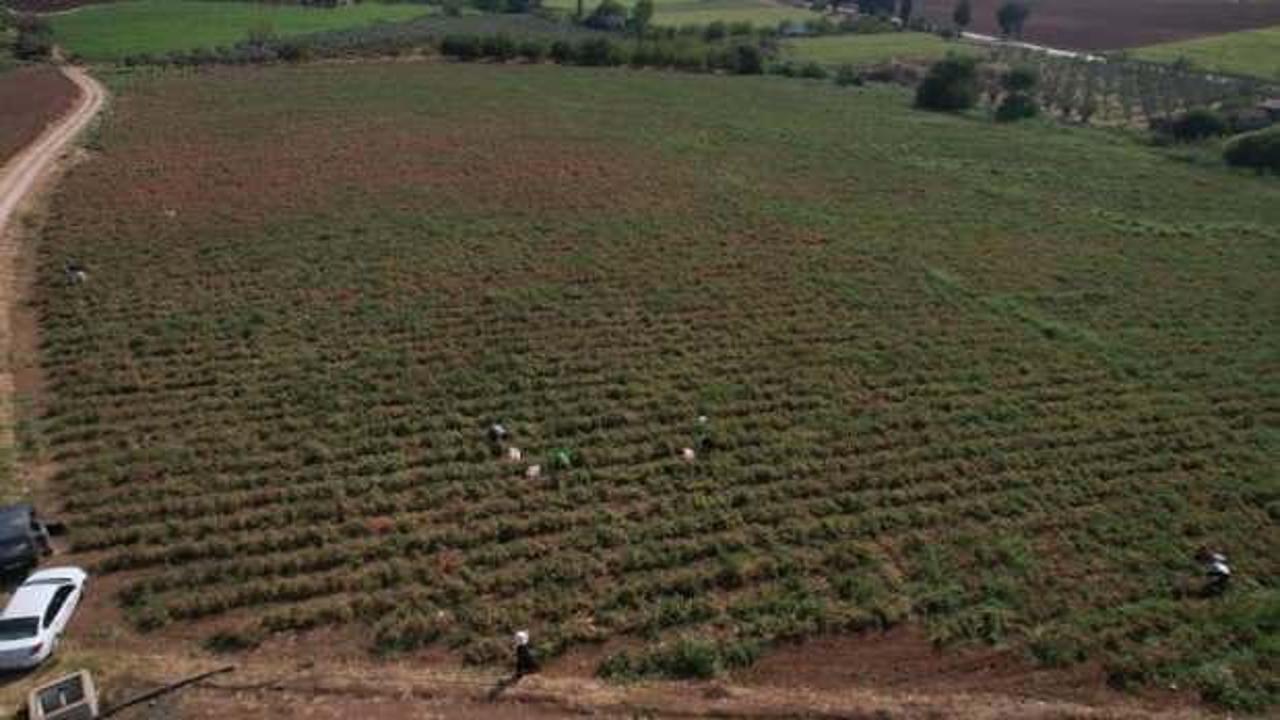 Sosyal medyada çağrı yaptı, hepsini bedava dağıttı