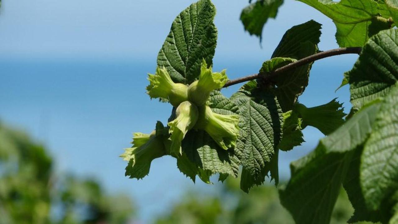 Soydan: “Fındıkta açıklanan rekolte tahminleri gerçeği yansıtmıyor”