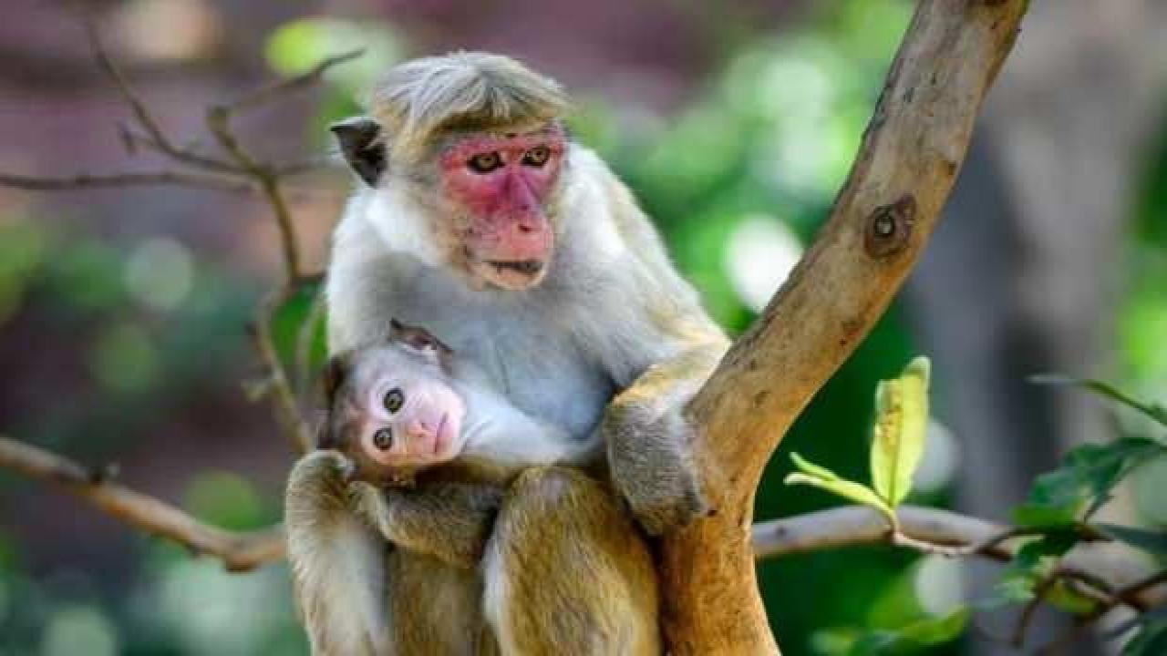Sri Lanka 100 bin makak maymununu Çin'e satacak