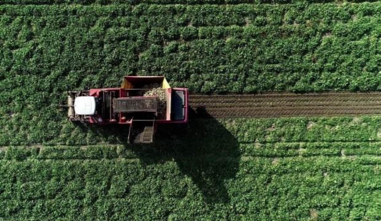 Sukkar Şeker'den pancar üreticisine destek