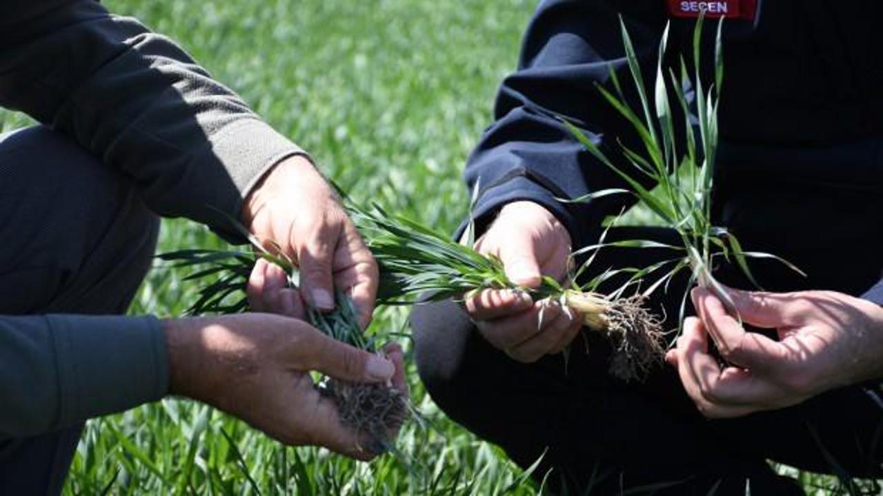 Tahıl ambarı Konya'da hububat ürünlerinde bitki gelişimi iyi