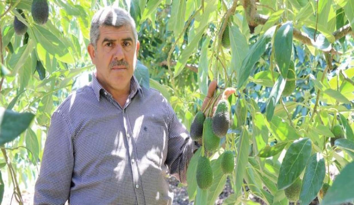 Tanesi 10 TL olan tropikal meyve için silahla nöbet tutuyorlar