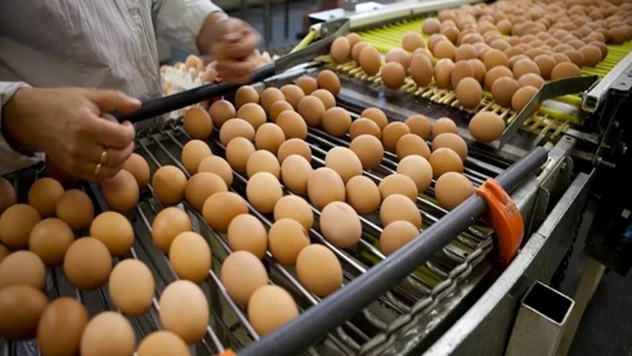 Tarım Bakanlığı açıkladı: 'Yumurtalar Türkiye’ye geri gönderilmedi'